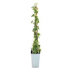 Hedera hel. 'Goldchild'