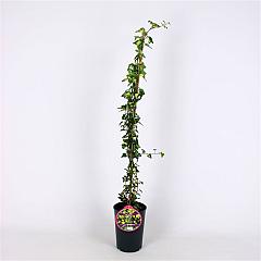 Hedera hel. 'Goldheart'