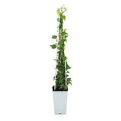 Hedera hel. 'Green Ripple'