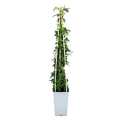 Hedera hel. 'Sagittifolia'