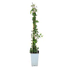 Hedera hel. 'Shamrock'