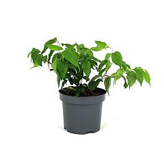 Heptacodium miconioides