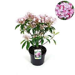 Kalmia latifolia