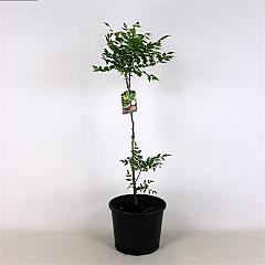 Koelreuteria paniculata