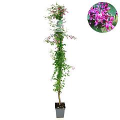 Lespedeza bicolor