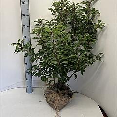 Prunus lusitanica 'Angustifolia'