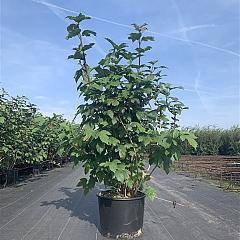 Viburnum opulus 'Roseum'