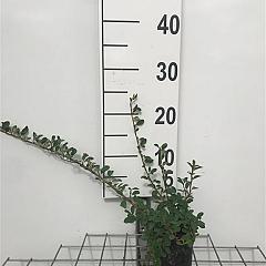 Cotoneaster radicans 'Eichholz'