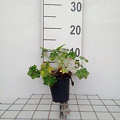 Geranium cantabrig. 'Biokovo'