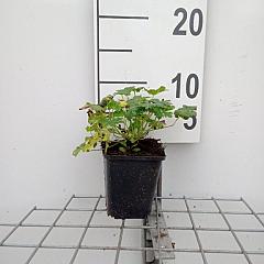 Geranium cantabrig. 'Karmina'