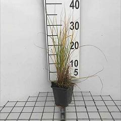 Pennisetum al. 'Hameln'