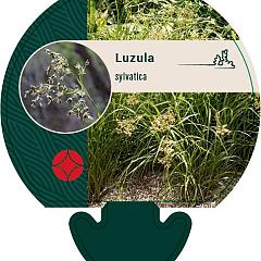 Luzula sylvatica