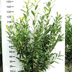 Prunus l. 'Caucasica'