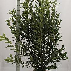 Prunus l. 'Caucasica'