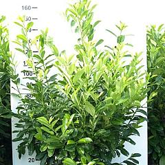 Prunus l. 'Rotundifolia'