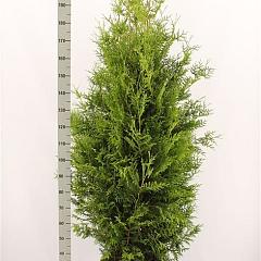 Thuja occ. 'Brabant'