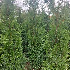 Thuja pl. 'Martin'