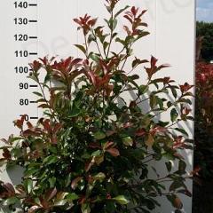 Photinia fraseri 'Red Robin'