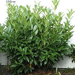 Prunus l. 'Herbergii'