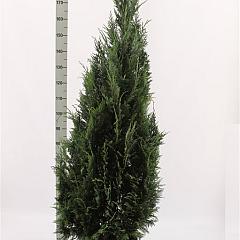 Chamaecyparis l. 'Columnaris'