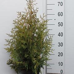 Thuja occ. 'Brabant'