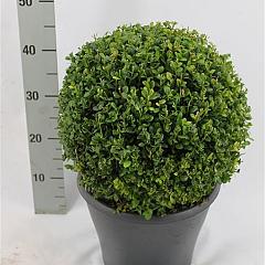Buxus micr. 'Faulkner'
