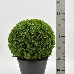 Buxus sempervirens