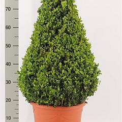 Buxus sempervirens