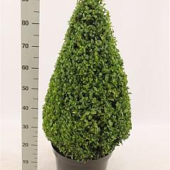 Buxus sempervirens