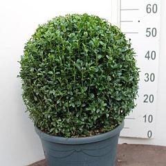 Buxus sempervirens