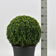 Buxus sempervirens