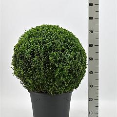 Buxus sempervirens