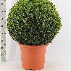 Buxus sempervirens