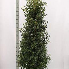 Prunus l. 'Angustifolia'