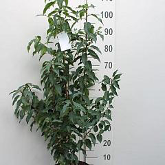 Prunus l. 'Angustifolia'