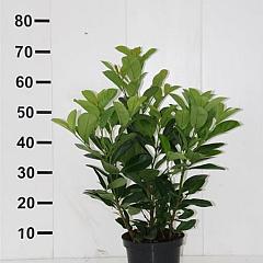 Prunus l. 'Etna'