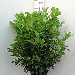 Prunus l. 'Etna'