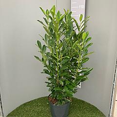 Prunus l. 'Etna'