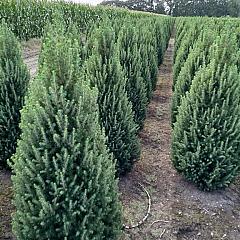 Picea glauca 'Conica'