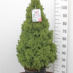 Picea glauca 'Conica'