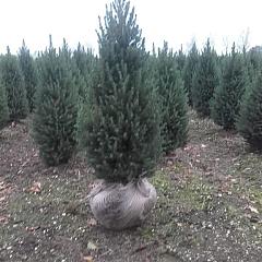 Picea glauca December