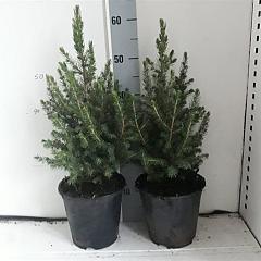 Picea glauca December