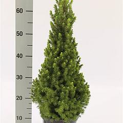 Picea glauca December