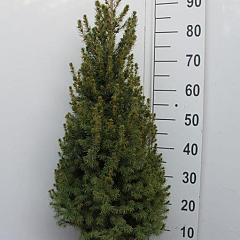 Picea glauca December