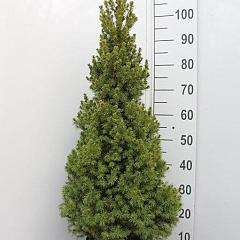 Picea glauca December
