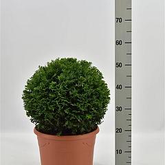 Taxus baccata