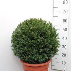Taxus baccata