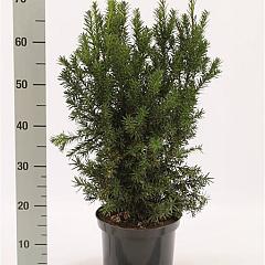 Taxus media 'Hicksii'