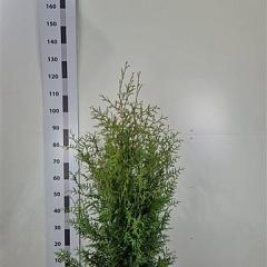 Thuja occ. 'Brabant'