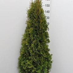 Thuja occ. 'Smaragd'